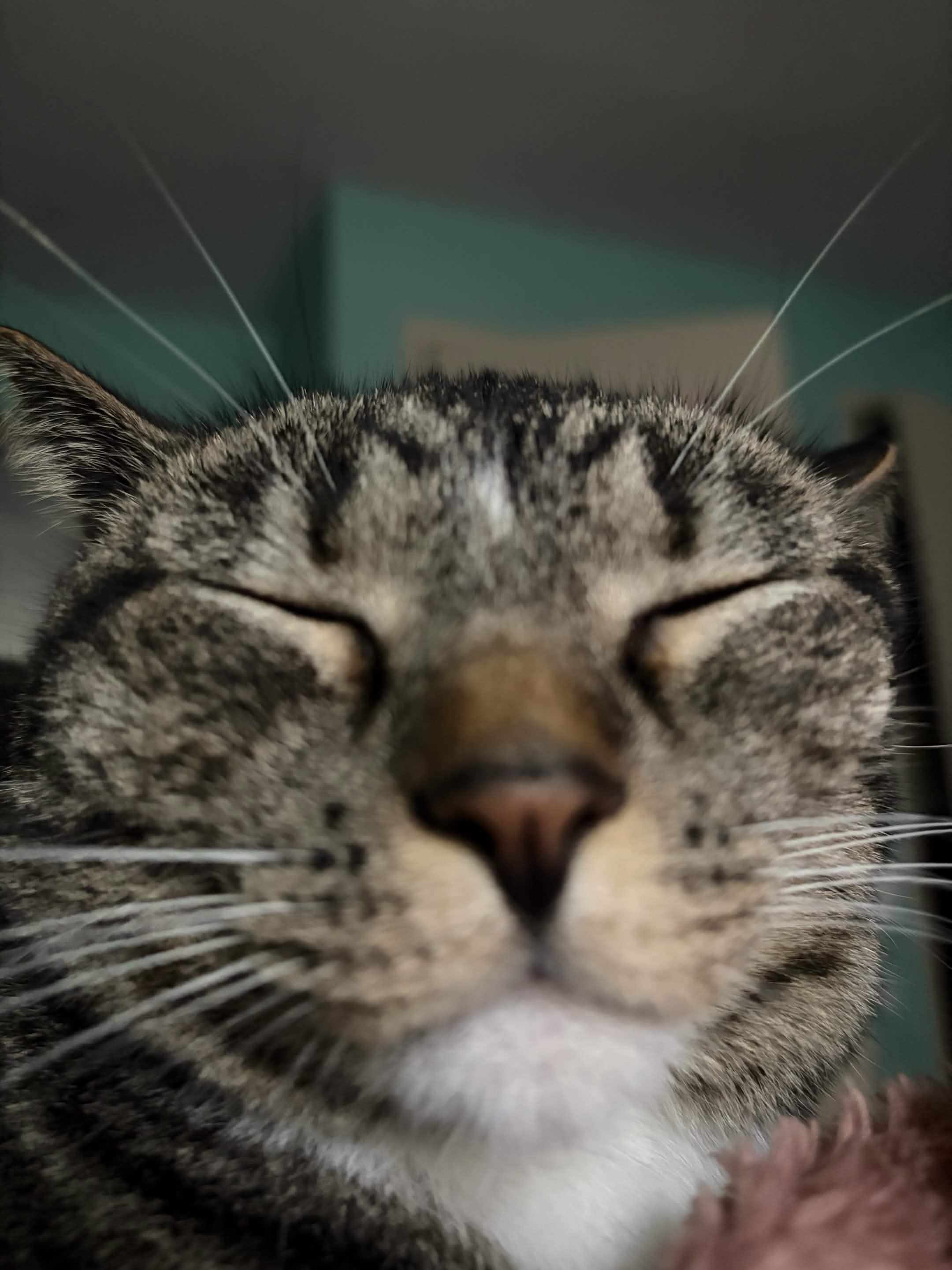 A tabby cat with eyes gently closed
