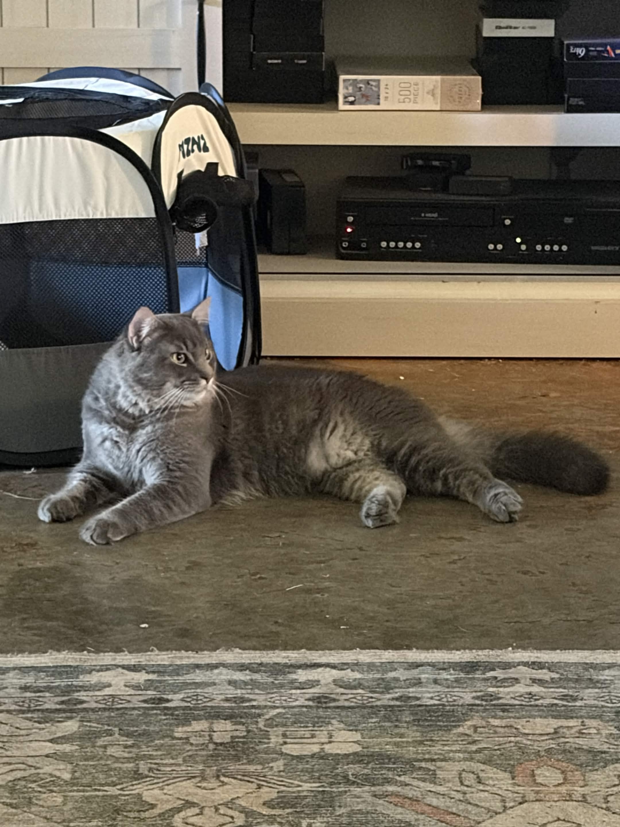 A gray cat relaxing at home