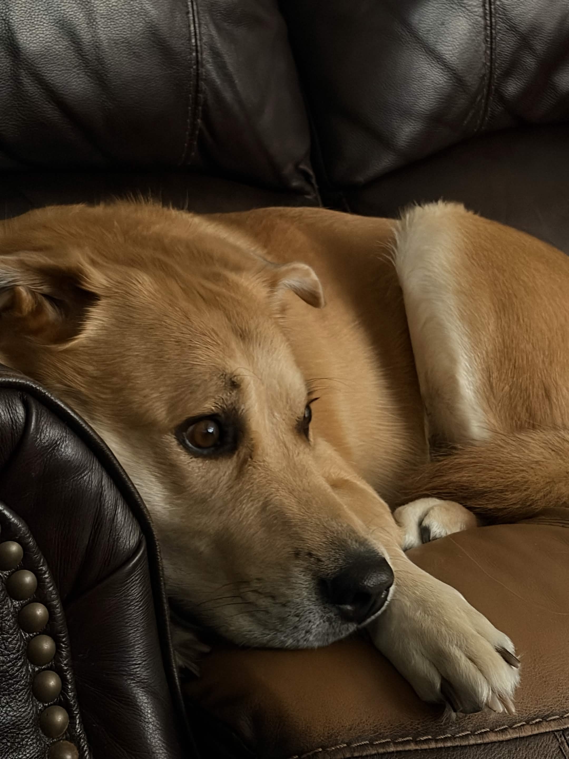 A gentle dog resting on a sofa